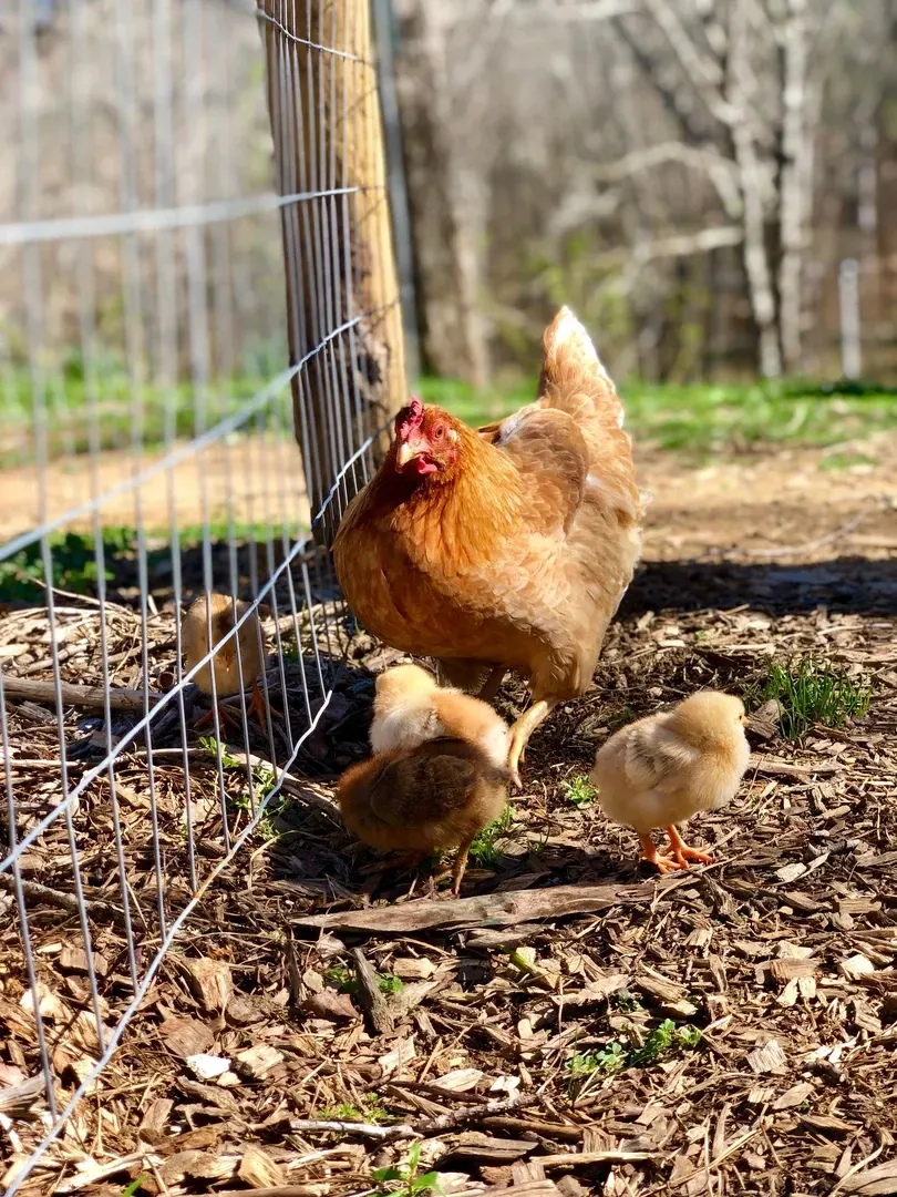 A chicken and two chicks are standing next to each other in a yard.