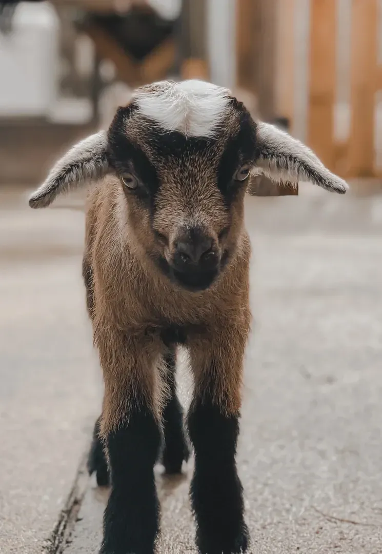A baby goat is standing on the ground and looking at the camera.