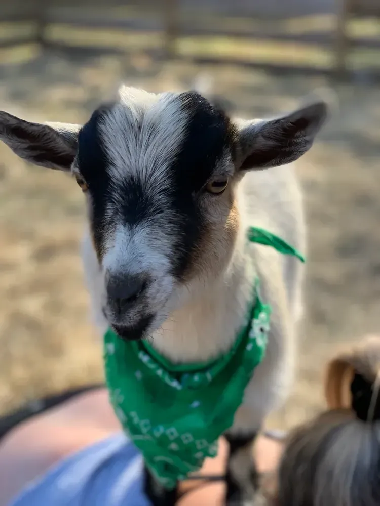 A goat wearing a green bandana is standing next to a person.