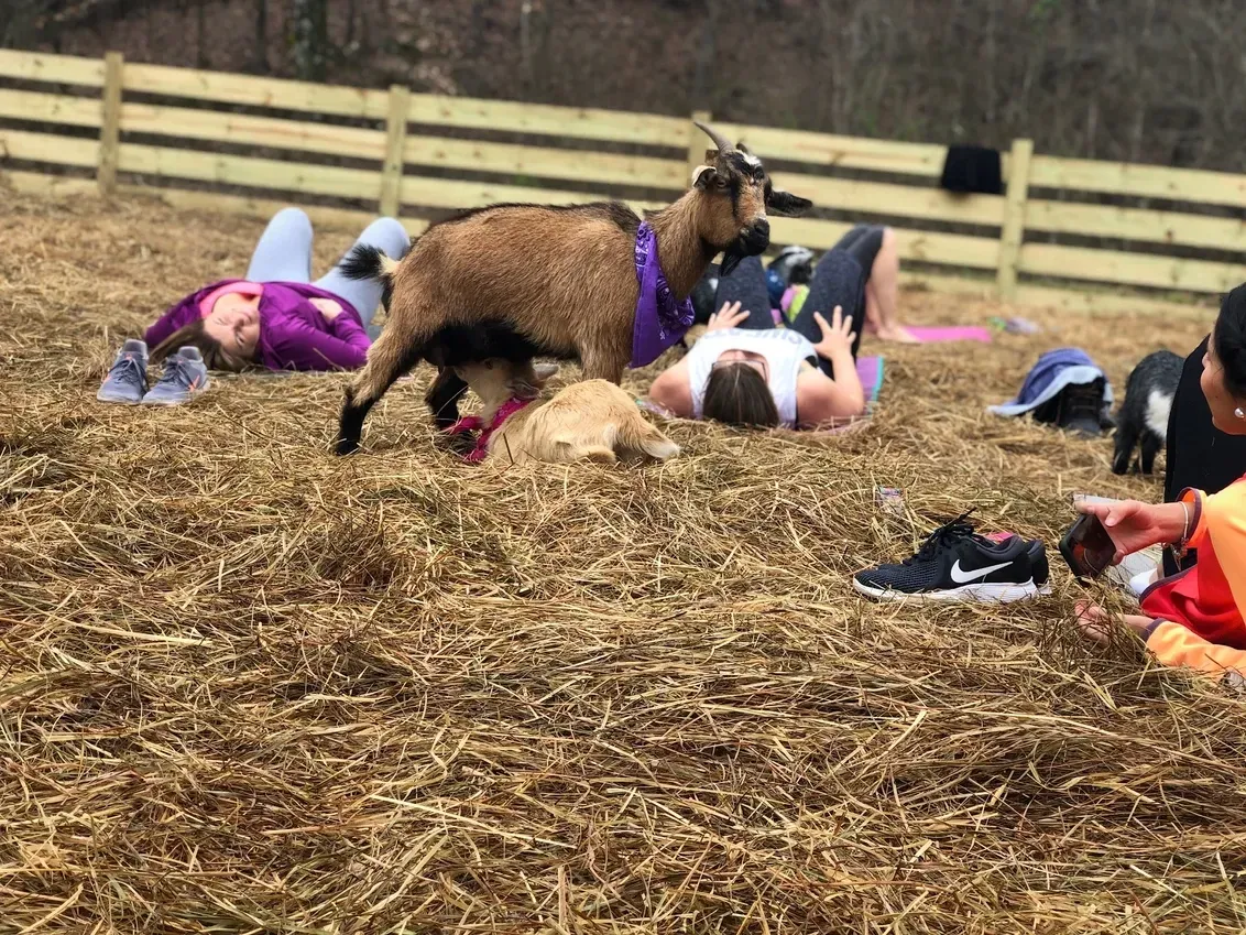 A group of people are laying on the ground in a field with a goat.
