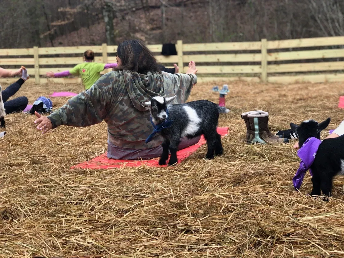 A group of people are doing yoga with goats in a field.