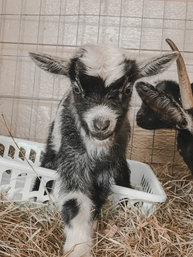 A baby goat is sitting in a basket of hay.