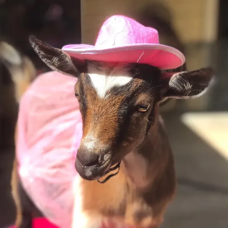 A goat wearing a pink cowboy hat and a pink tutu