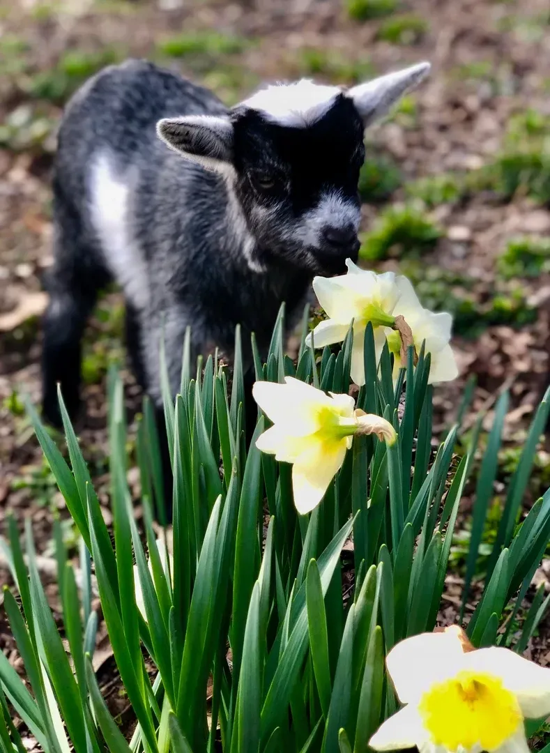 A baby goat is standing in a field of flowers.