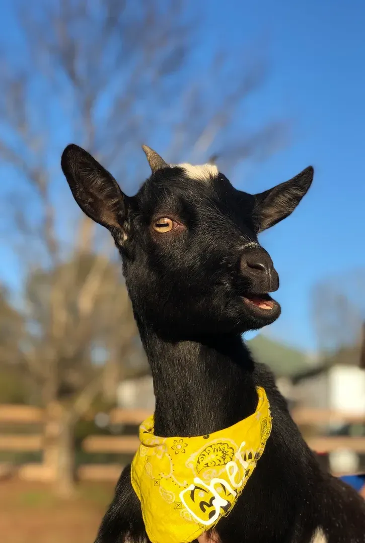 A black goat wearing a yellow bandana around its neck.