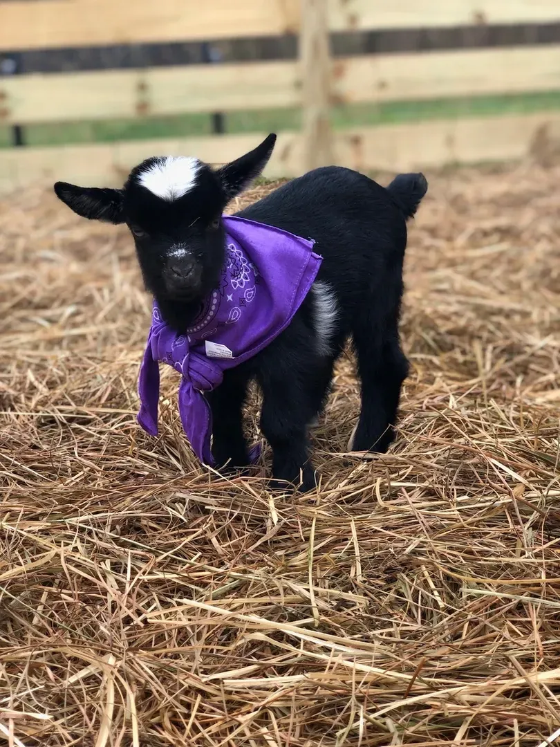 A baby goat wearing a purple bandana is standing in a pile of hay.