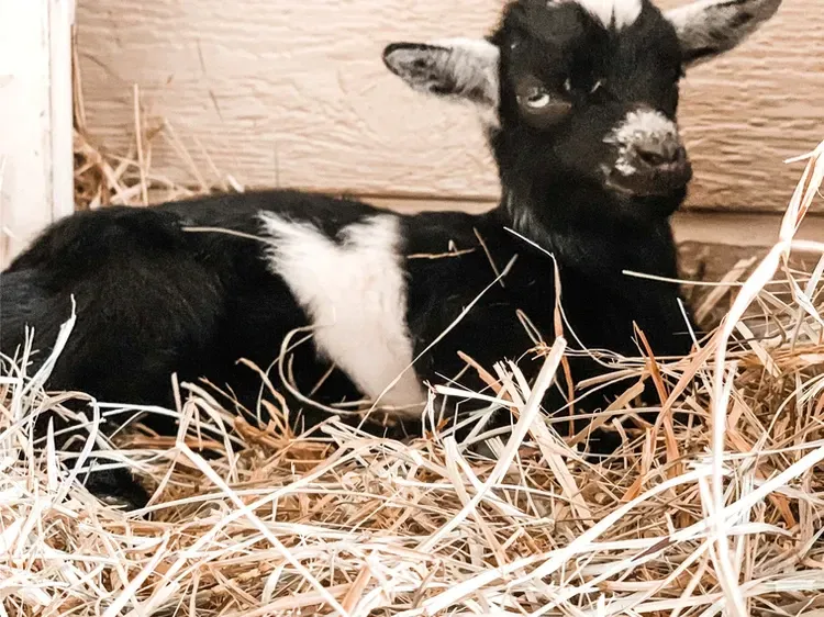 A black and white goat is laying in a pile of hay