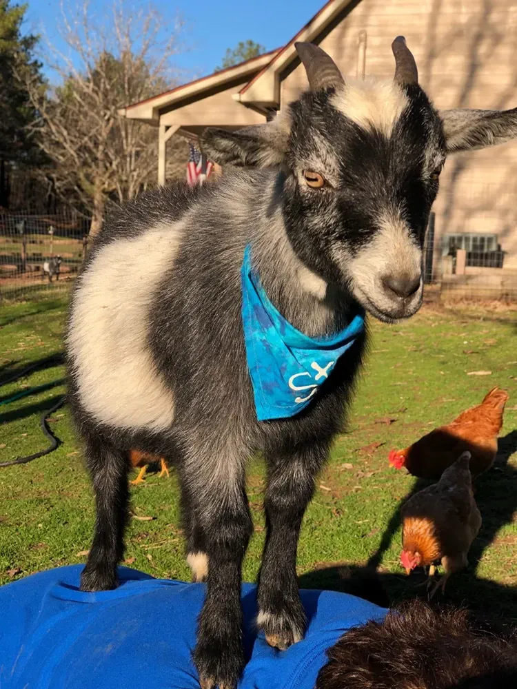 A black and white goat wearing a blue bandana is standing on a blue tarp.