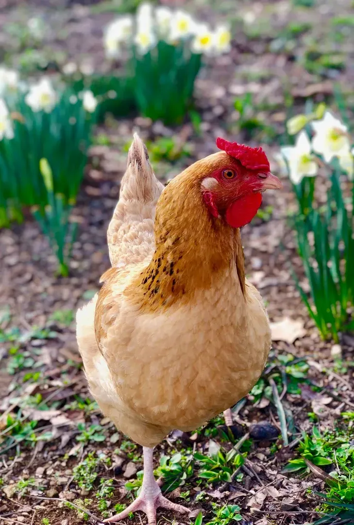 A chicken with a red crest is standing in a field of flowers.