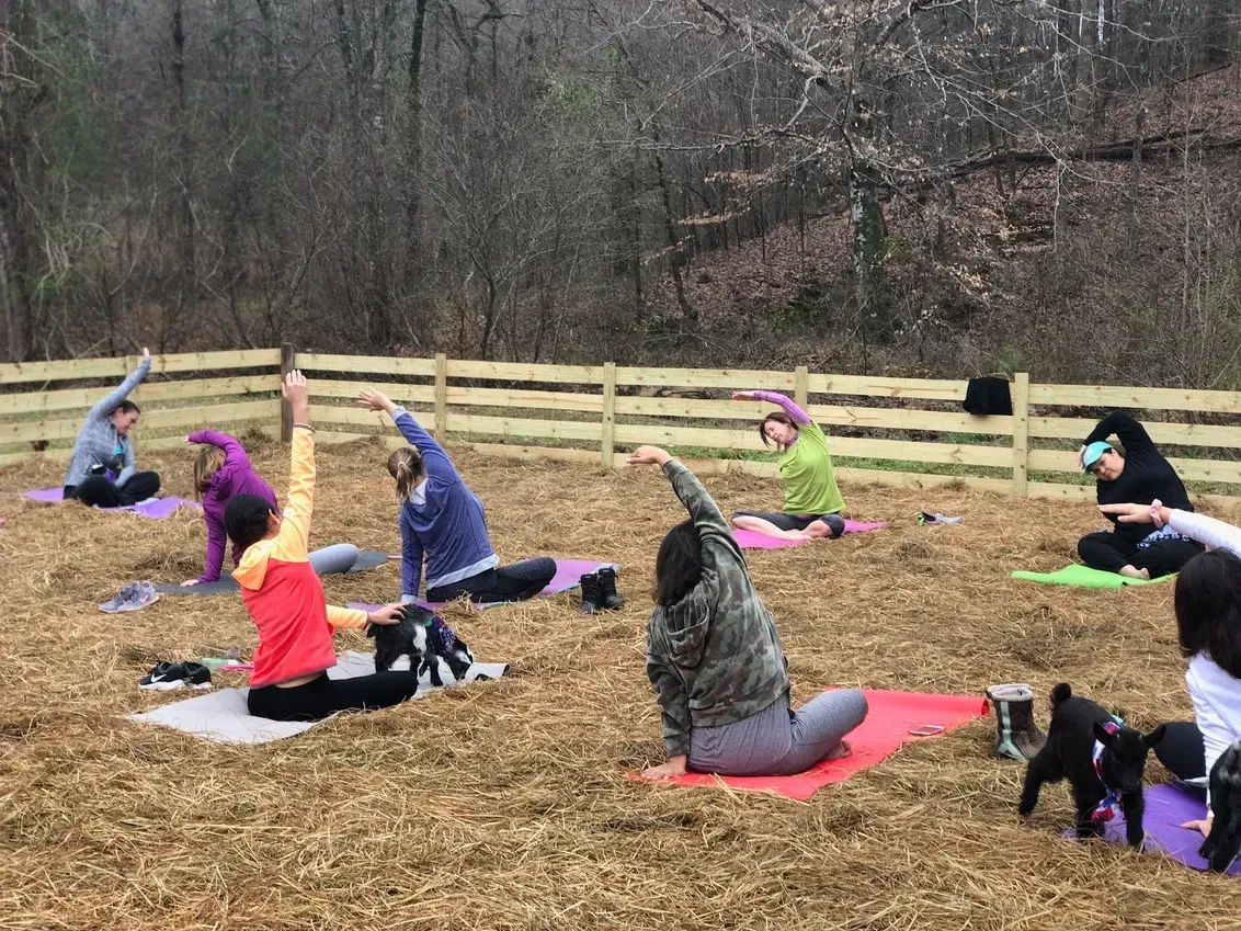A group of people are doing yoga in a field with dogs.