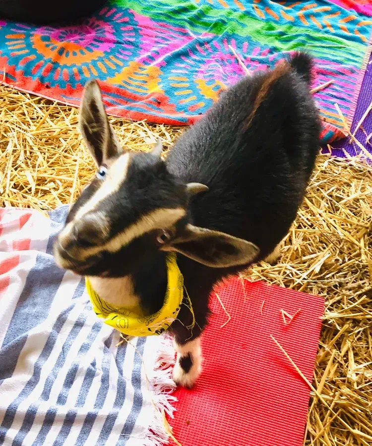 A black and white goat wearing a yellow collar is sitting on a red mat.