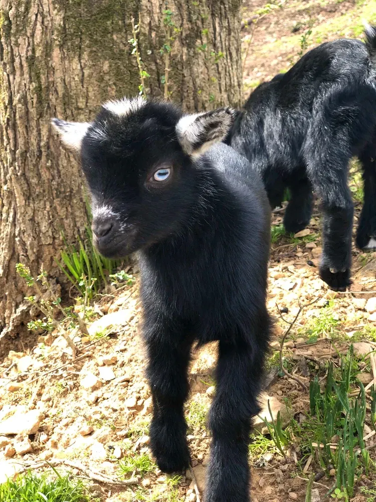 Two black goats are standing next to each other in the grass.
