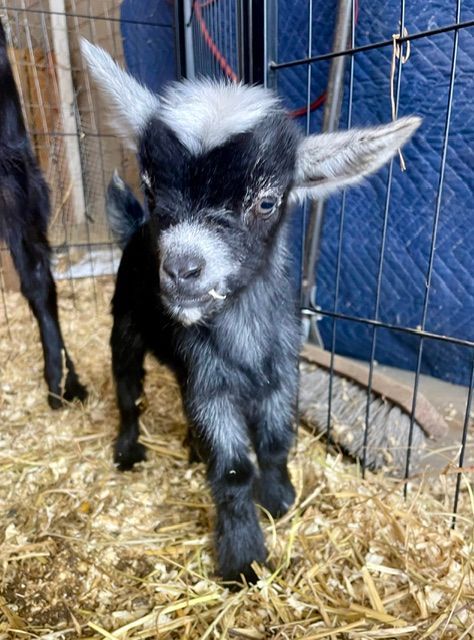 A baby goat is standing in a cage with hay.