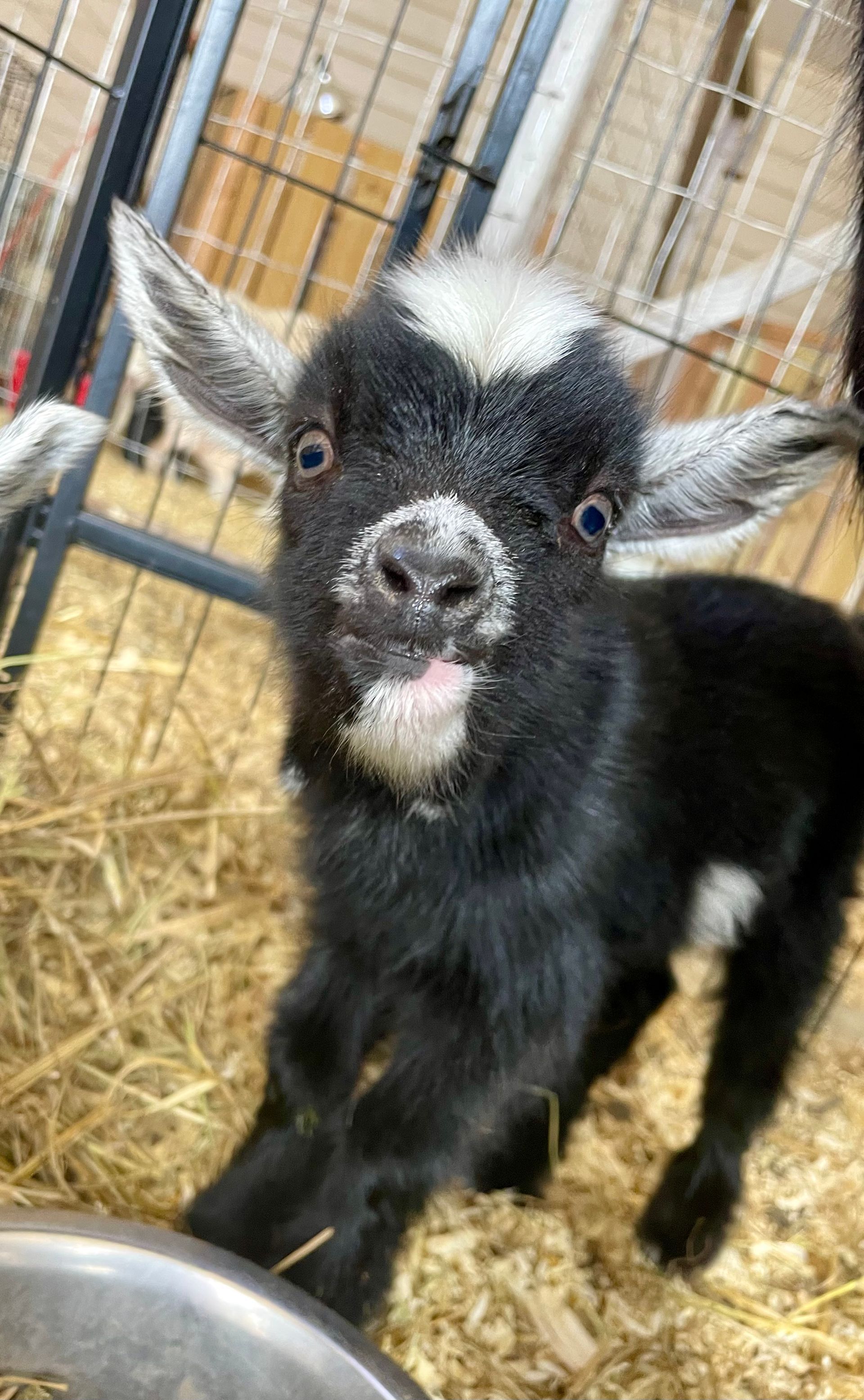 A baby goat is standing in a cage and looking at the camera.
