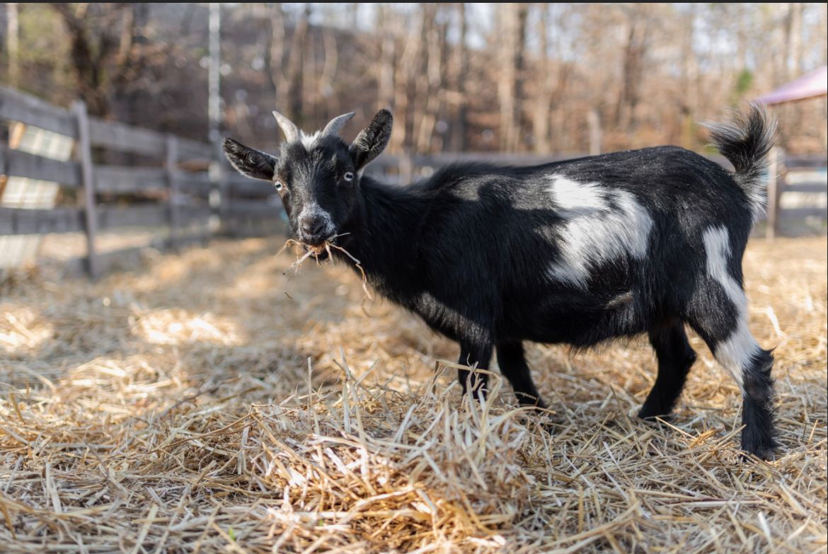 A black and white goat is standing in a pile of hay.