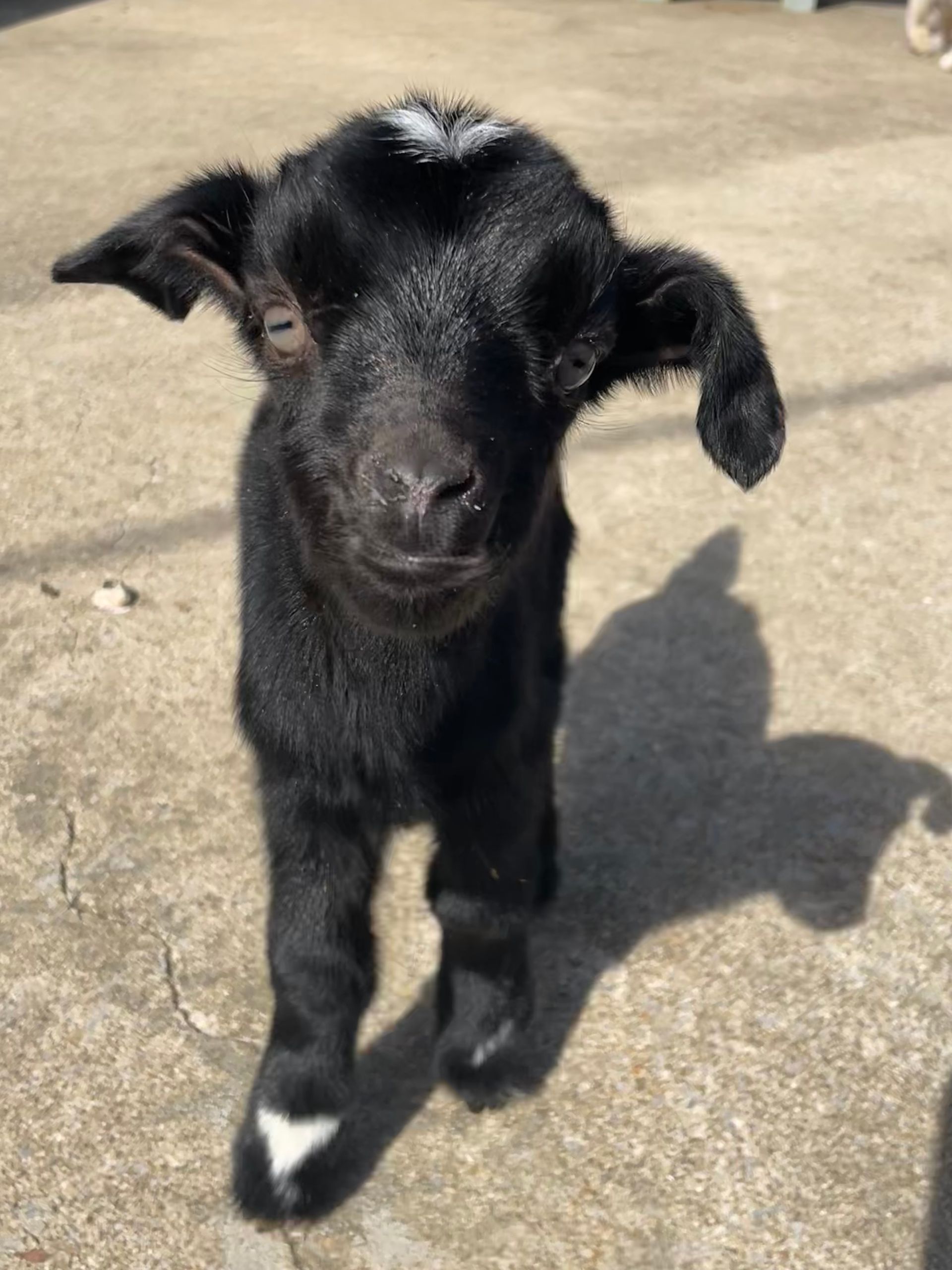A small black goat is standing on a sidewalk and looking at the camera.