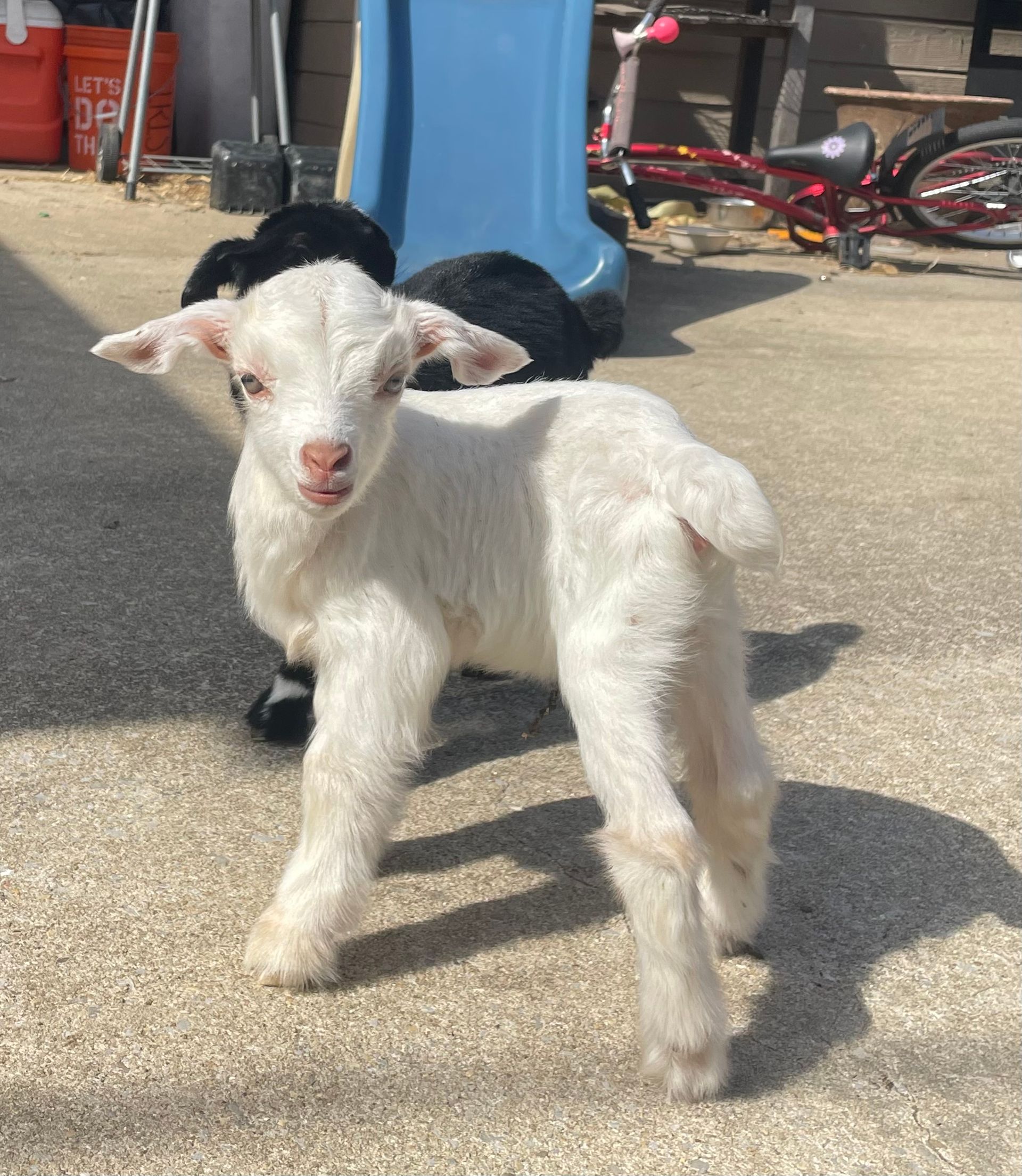 A white baby goat is standing on the ground