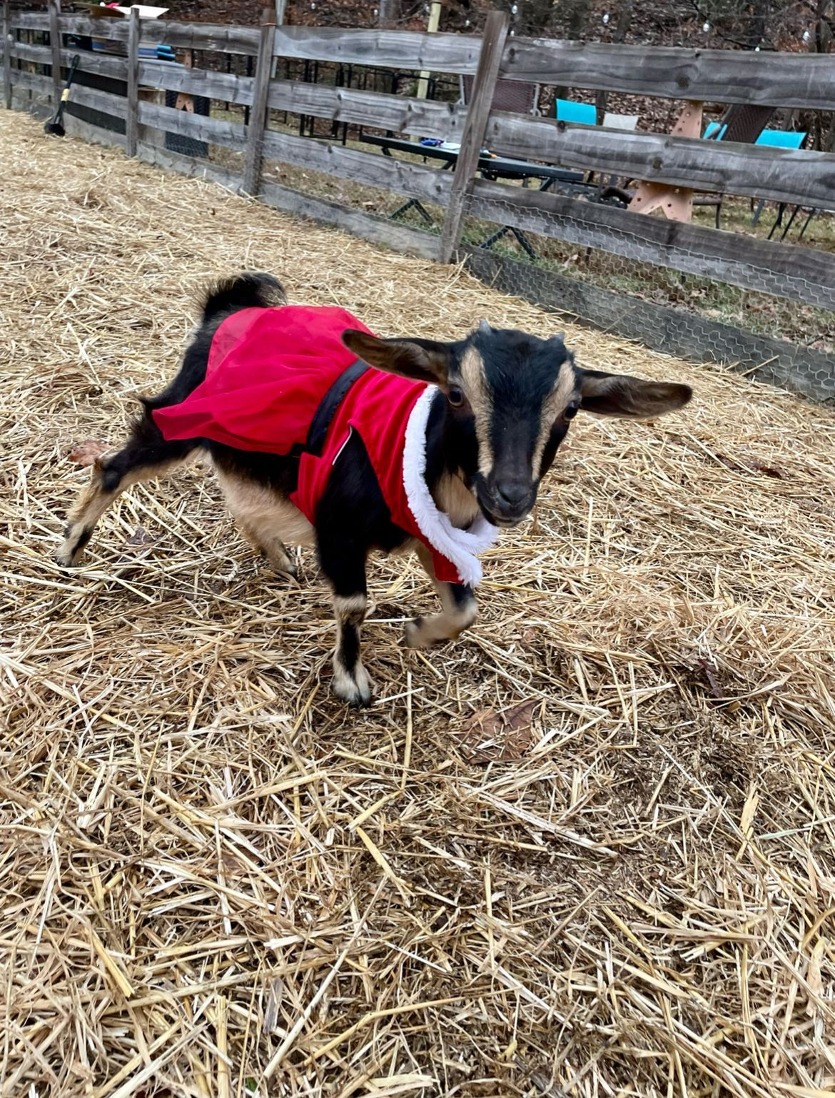 A goat wearing a santa suit is standing in a pile of hay.