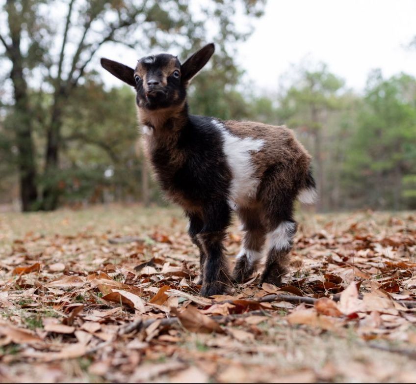 A baby goat standing in a pile of leaves