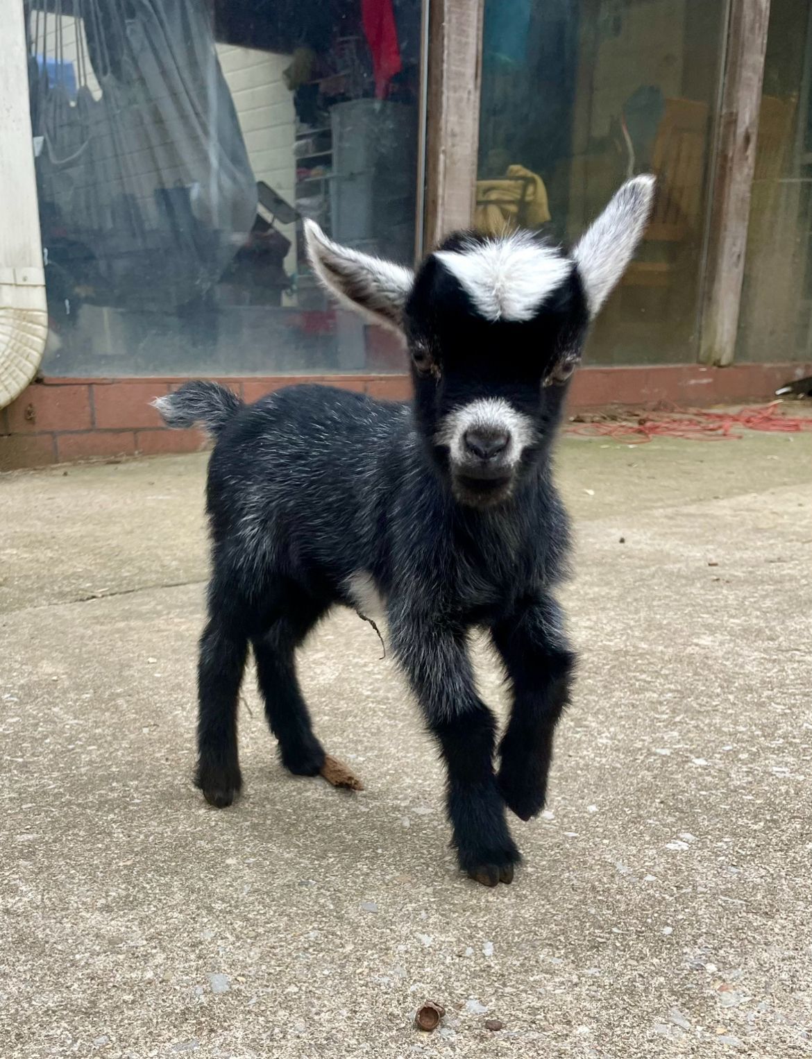 A small black and white goat is standing on the ground.