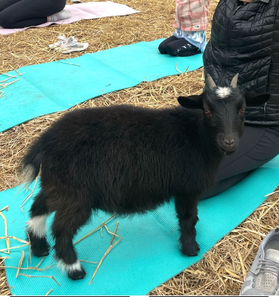 A small black goat is standing on a yoga mat