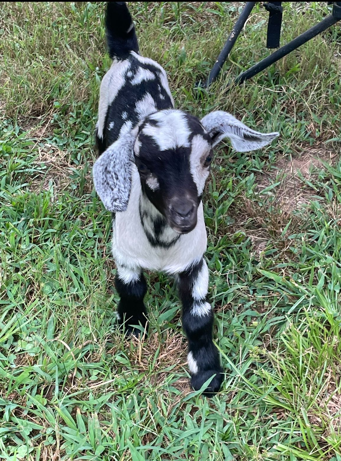 A black and white goat is standing in the grass.