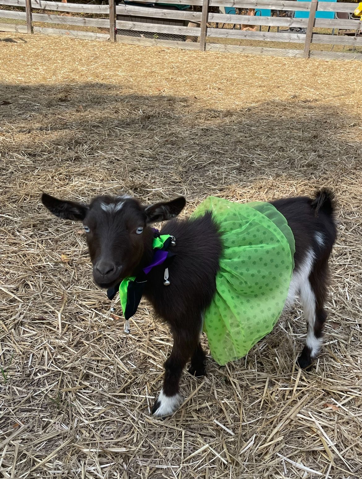 A goat wearing a green tutu is standing in a field.