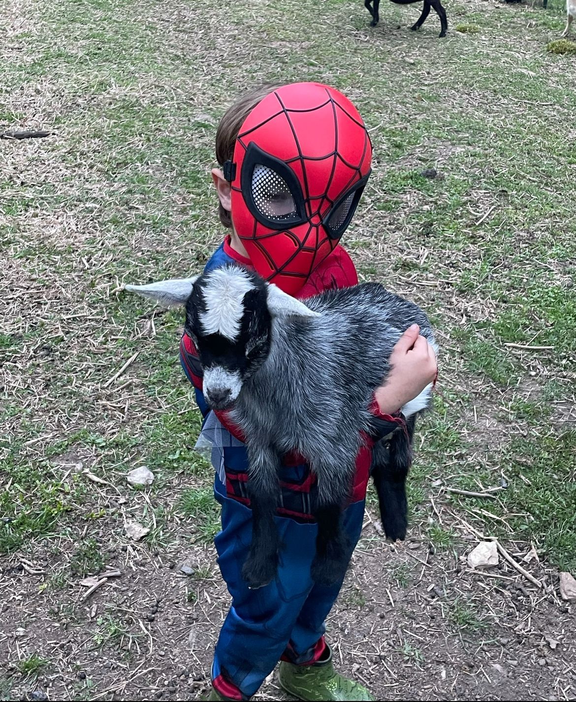 A young boy in a spiderman costume is holding a baby goat.