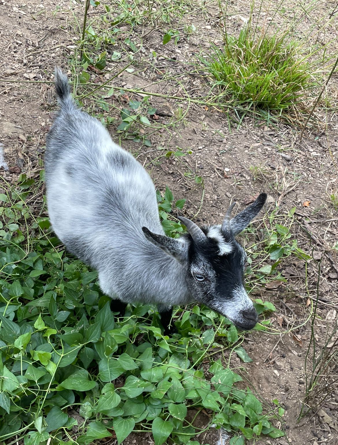 A small goat is eating grass in a field.