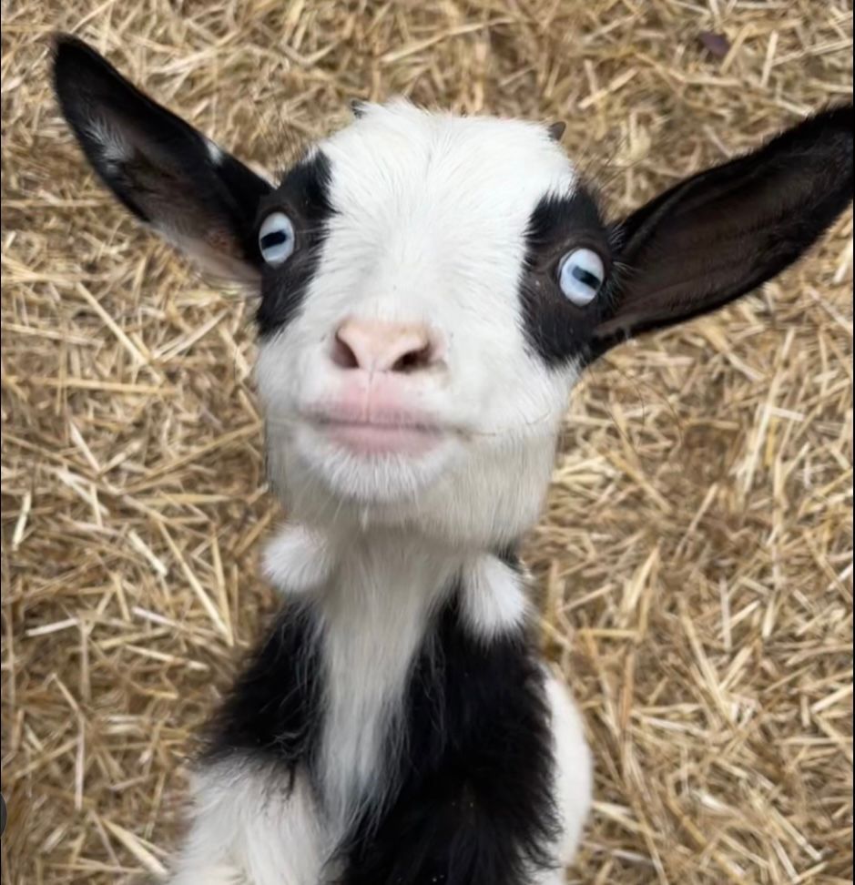 A black and white goat with blue eyes looks at the camera