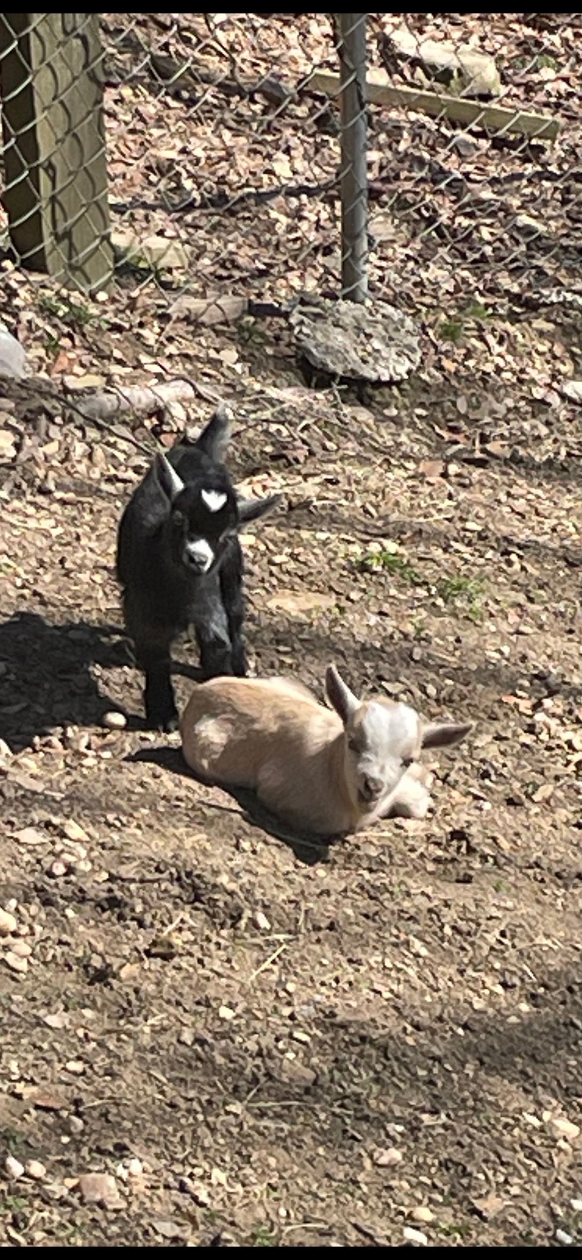 A couple of goats standing next to each other in a dirt field.