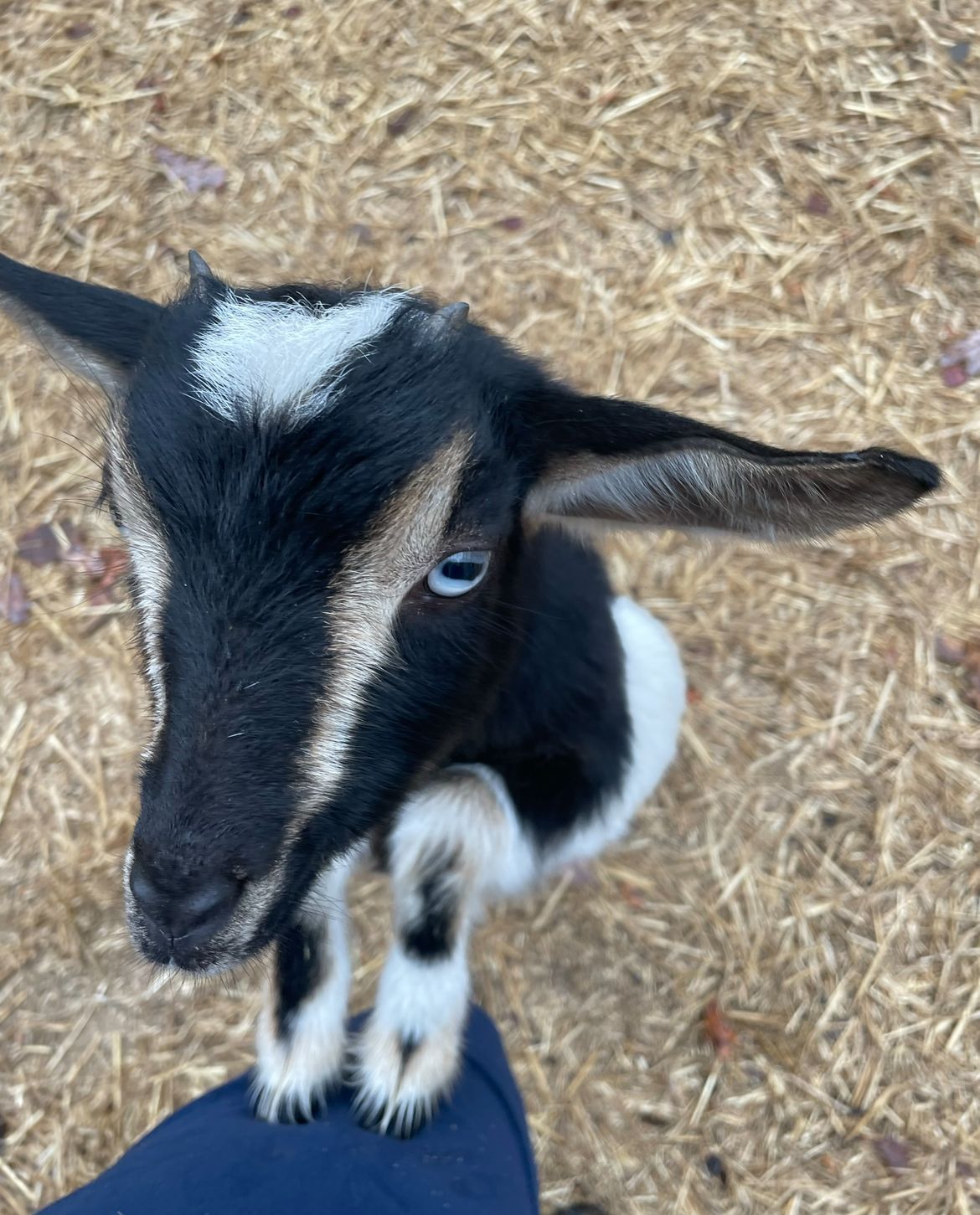 A black and white goat is standing on a person 's leg looking at the camera.
