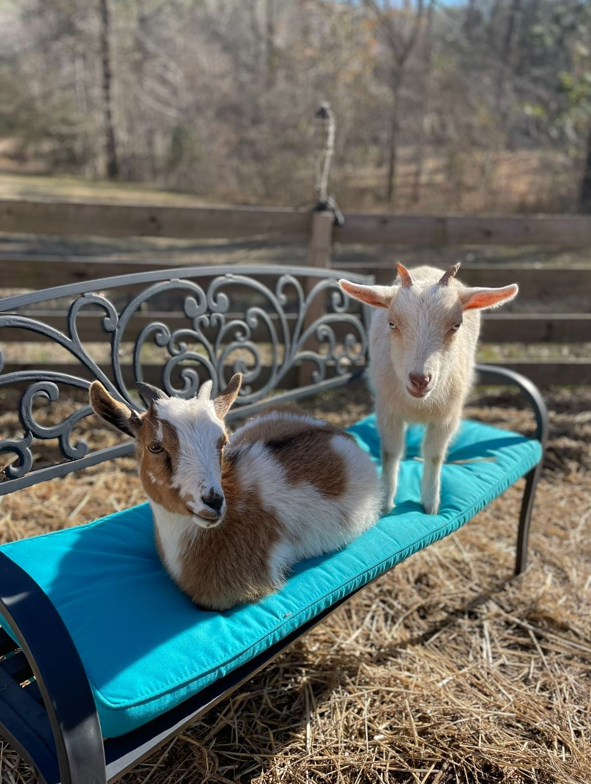 Two goats are sitting on a bench in a field.