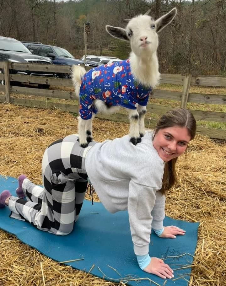 A woman is kneeling on a yoga mat with a goat on her back.