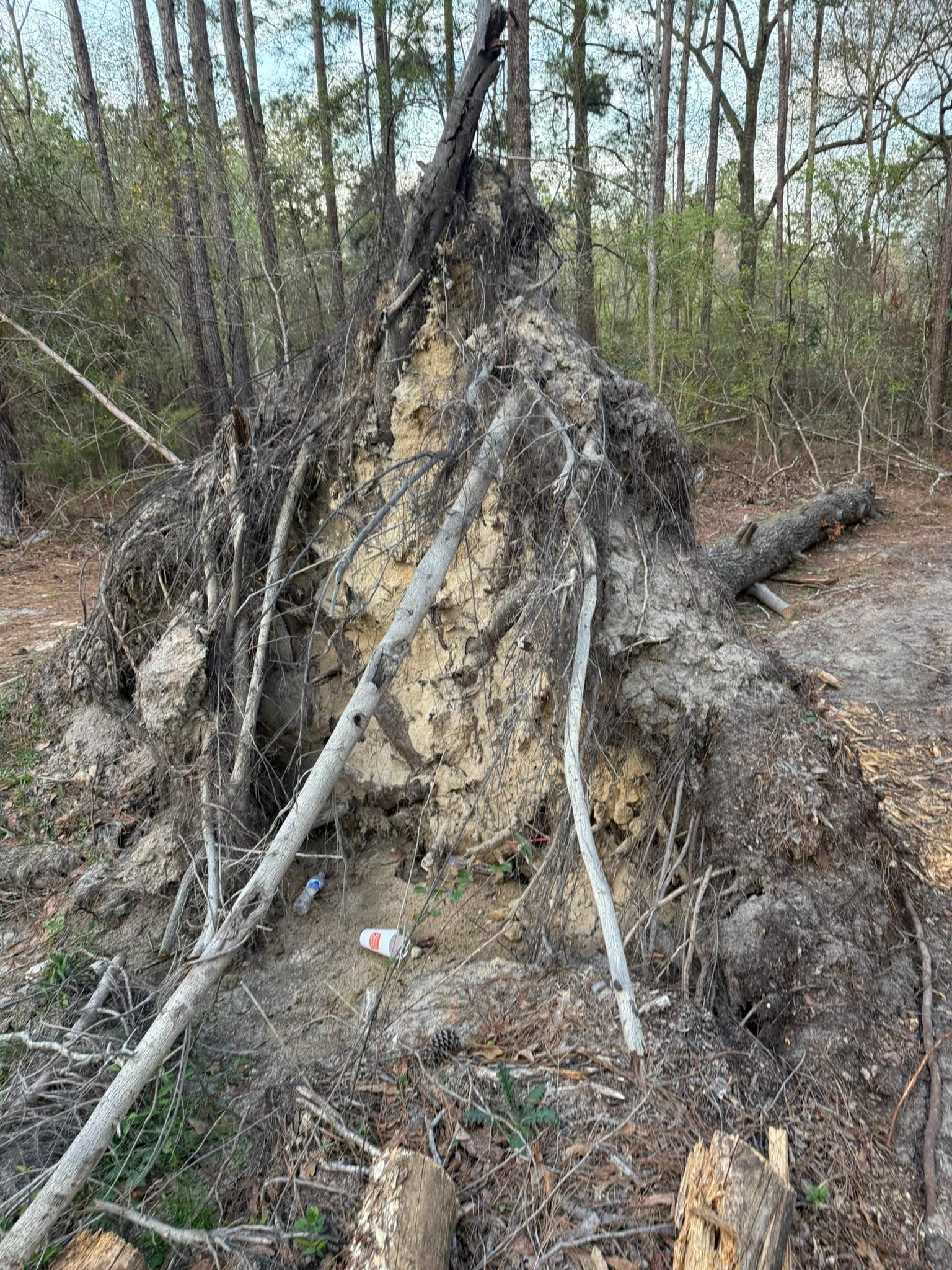 A large tree stump in the middle of a forest.