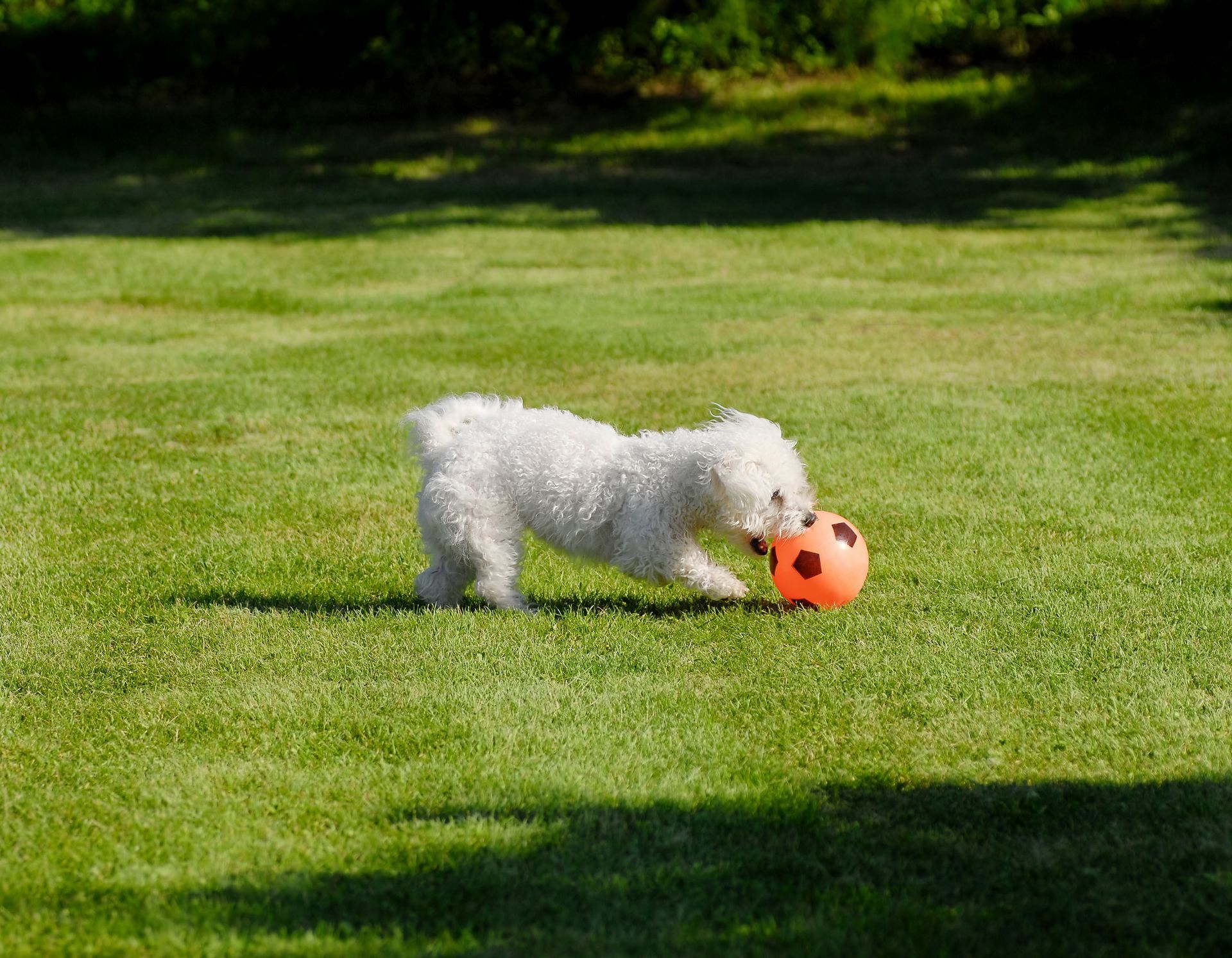 prato sintetico per animali