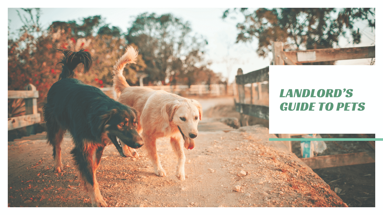 Landlord’s Guide to Pets | San Francisco Property Management - article banner