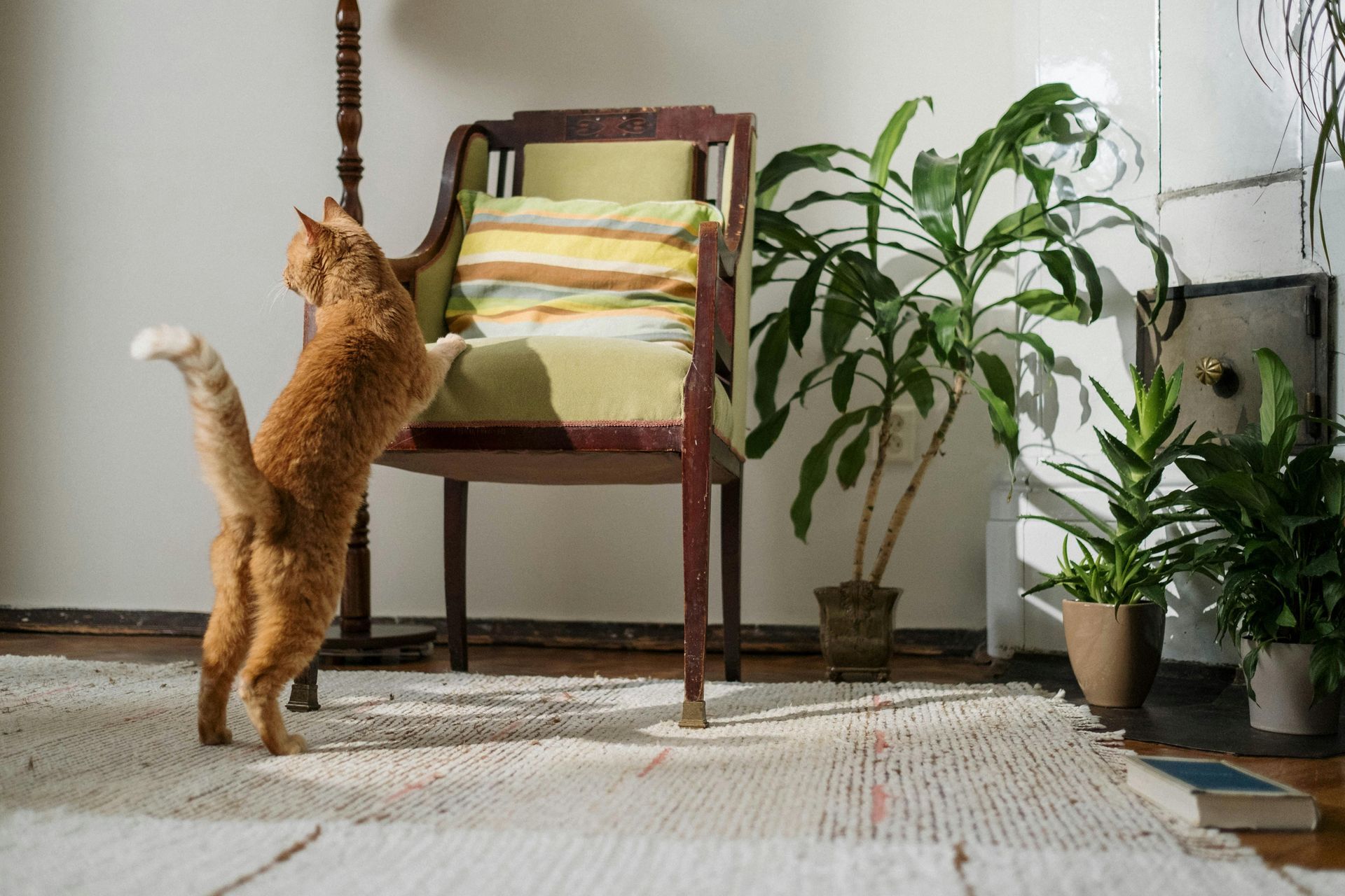 cat propping itself up on a chair in a living room
