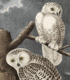 Science, Medicine & Natural History — Louisville, KY — A Book By Its Cover Used And Rare Books