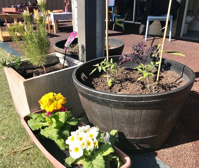 Plants And Flowers In A Pot — Early Childhood Education in Central Coast, NSW