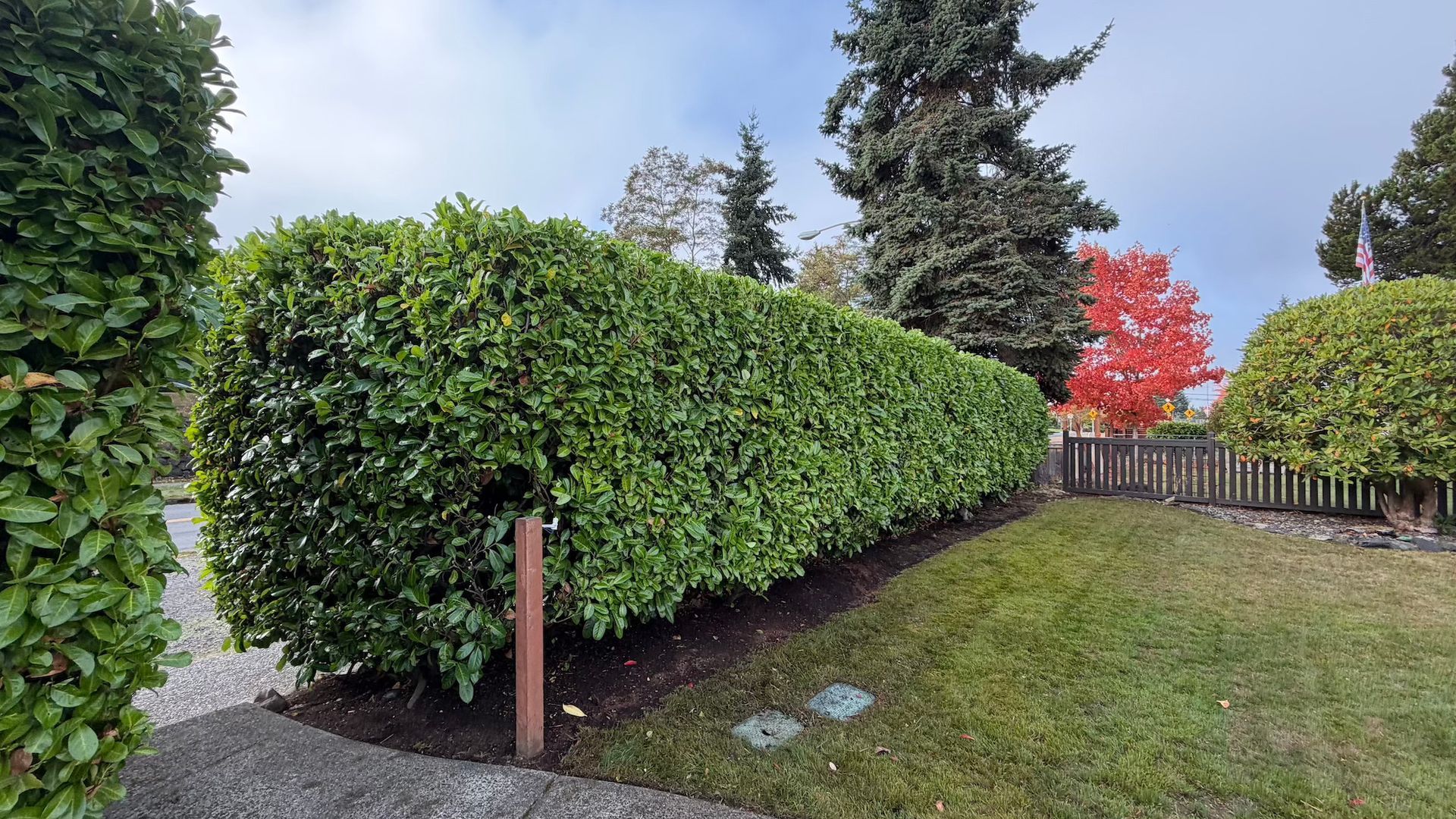 Green hedge in a front yard.