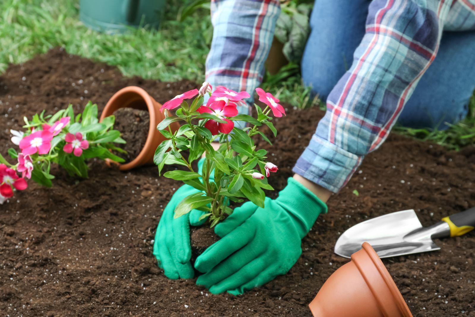 Person wearing green gloves planting a flowering plant.