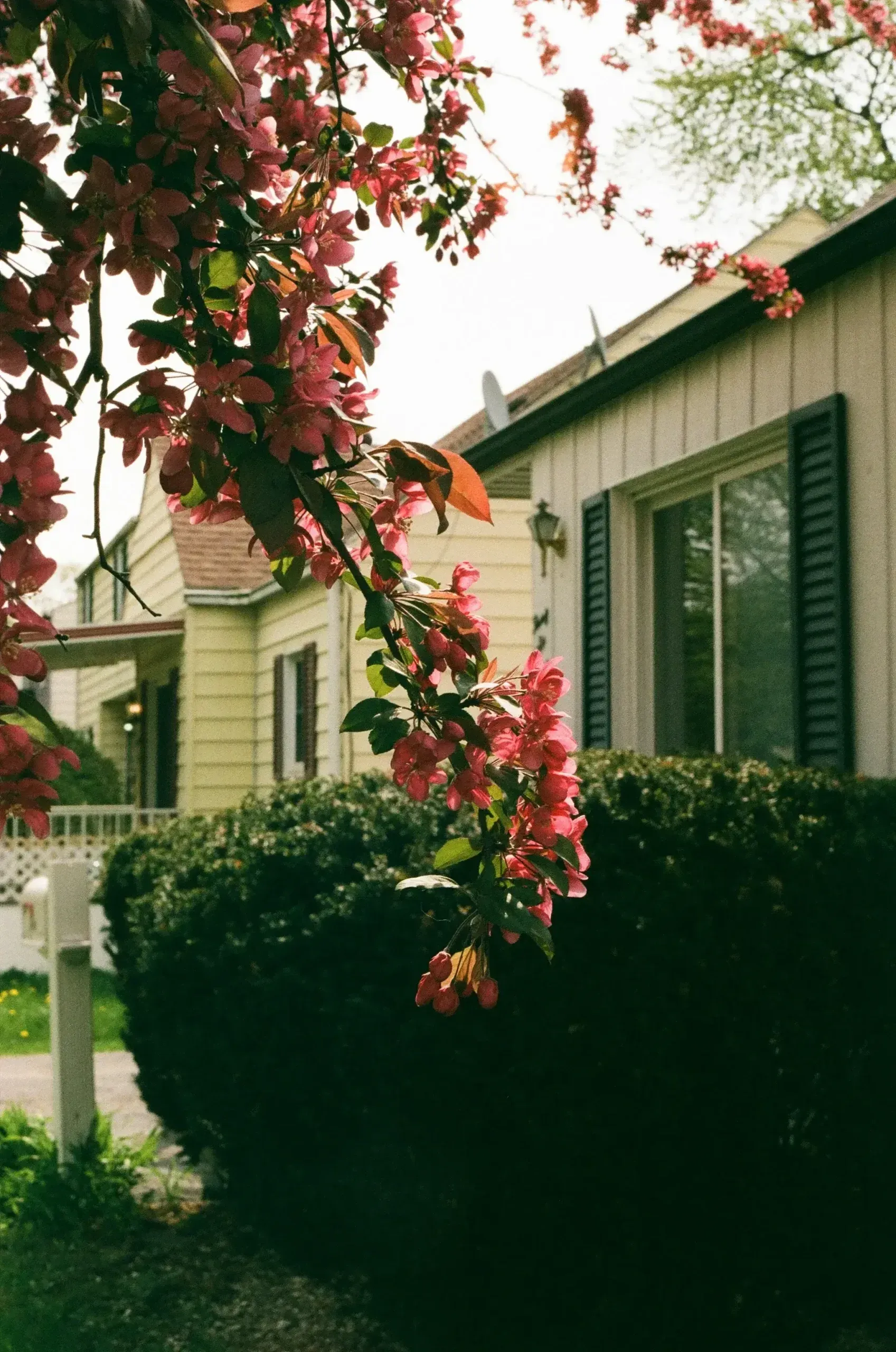 Pink blossoms frame a beige house with black shutters, next to a pale yellow house.