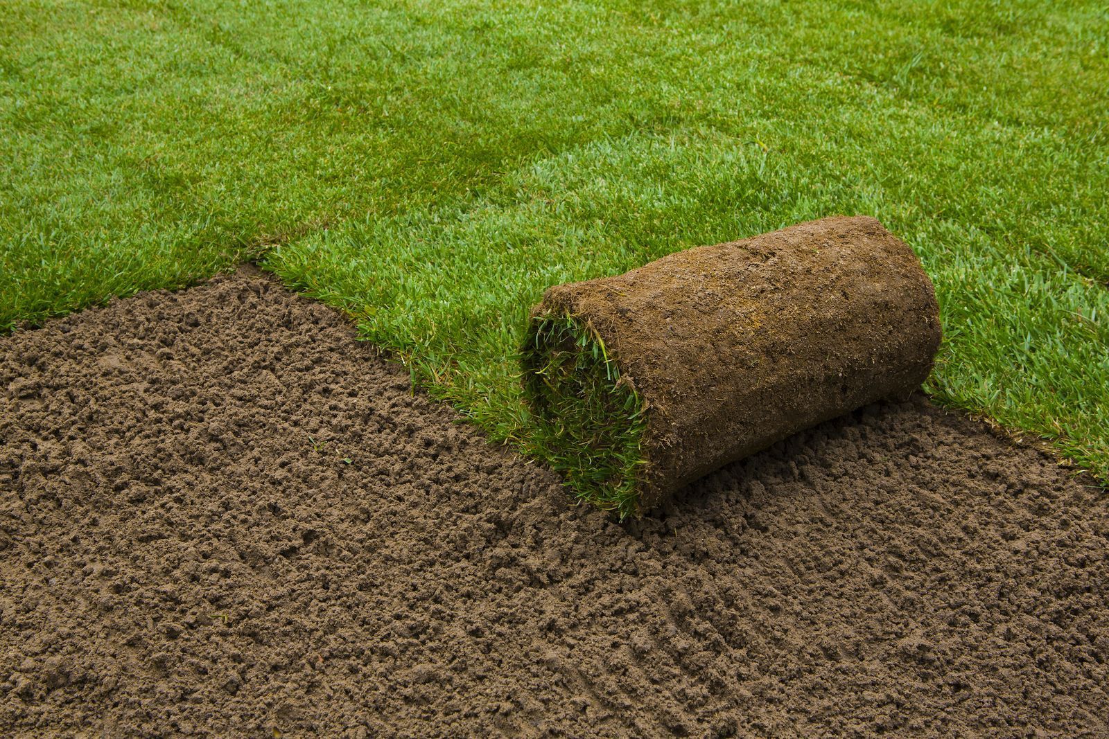A roll of sod beside freshly laid turf, on prepared soil, all green and brown. A roll of sod beside freshly laid turf, on prepared soil, all green and brown.