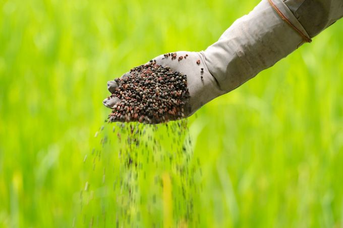 Gloved hand scattering seeds over green plants in a field.