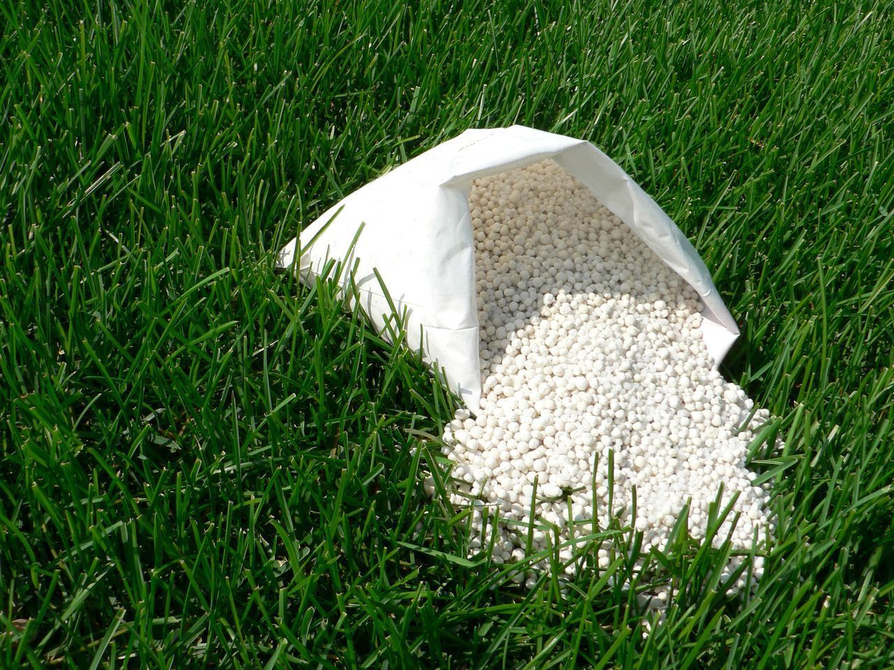 White fertilizer spilling onto green grass.