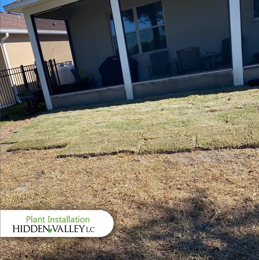 Newly installed grass in a residential backyard, with a covered patio in the background.