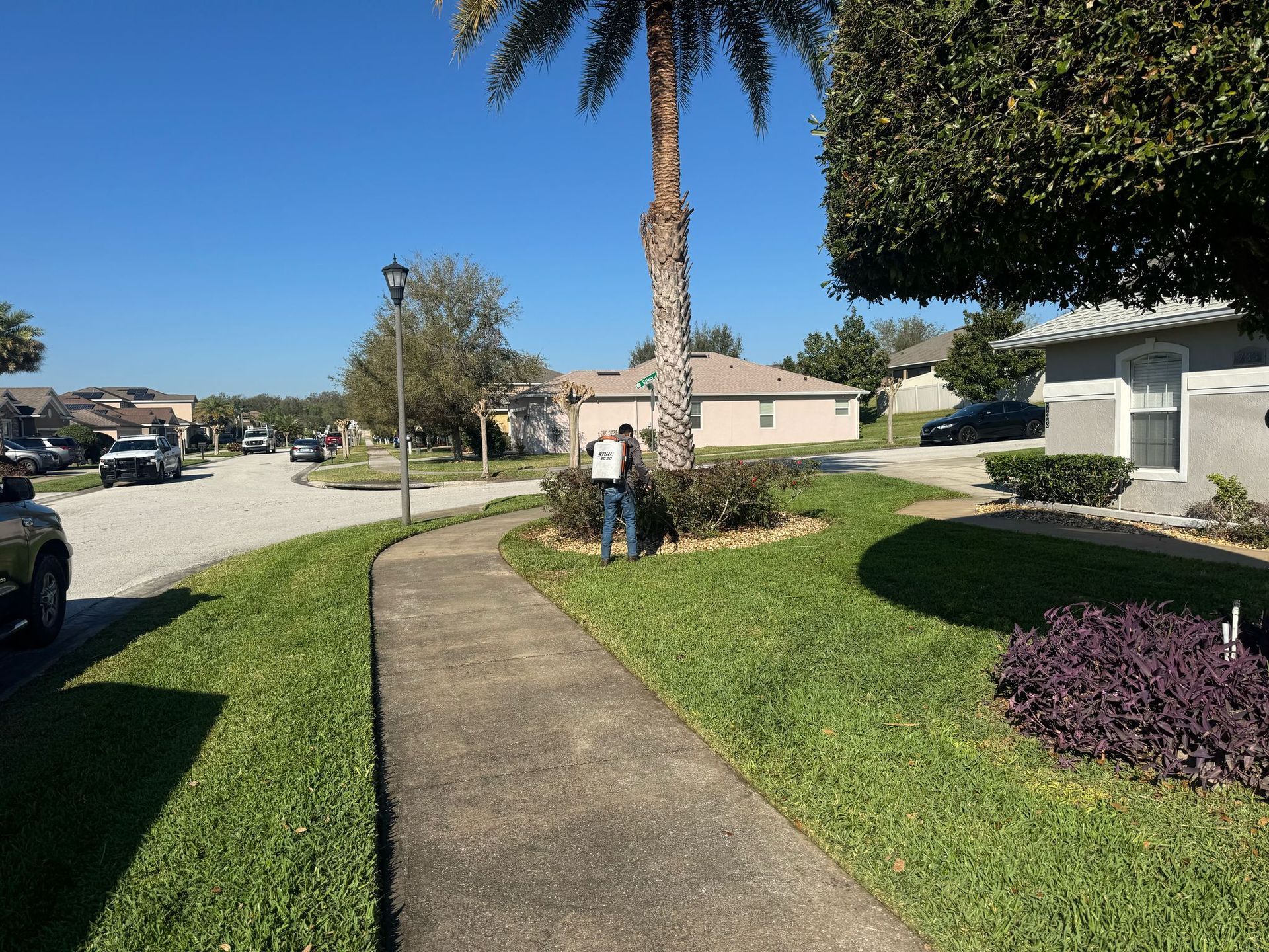 Person standing near a palm tree on a grassy lawn with a sidewalk, houses, and street in the background.