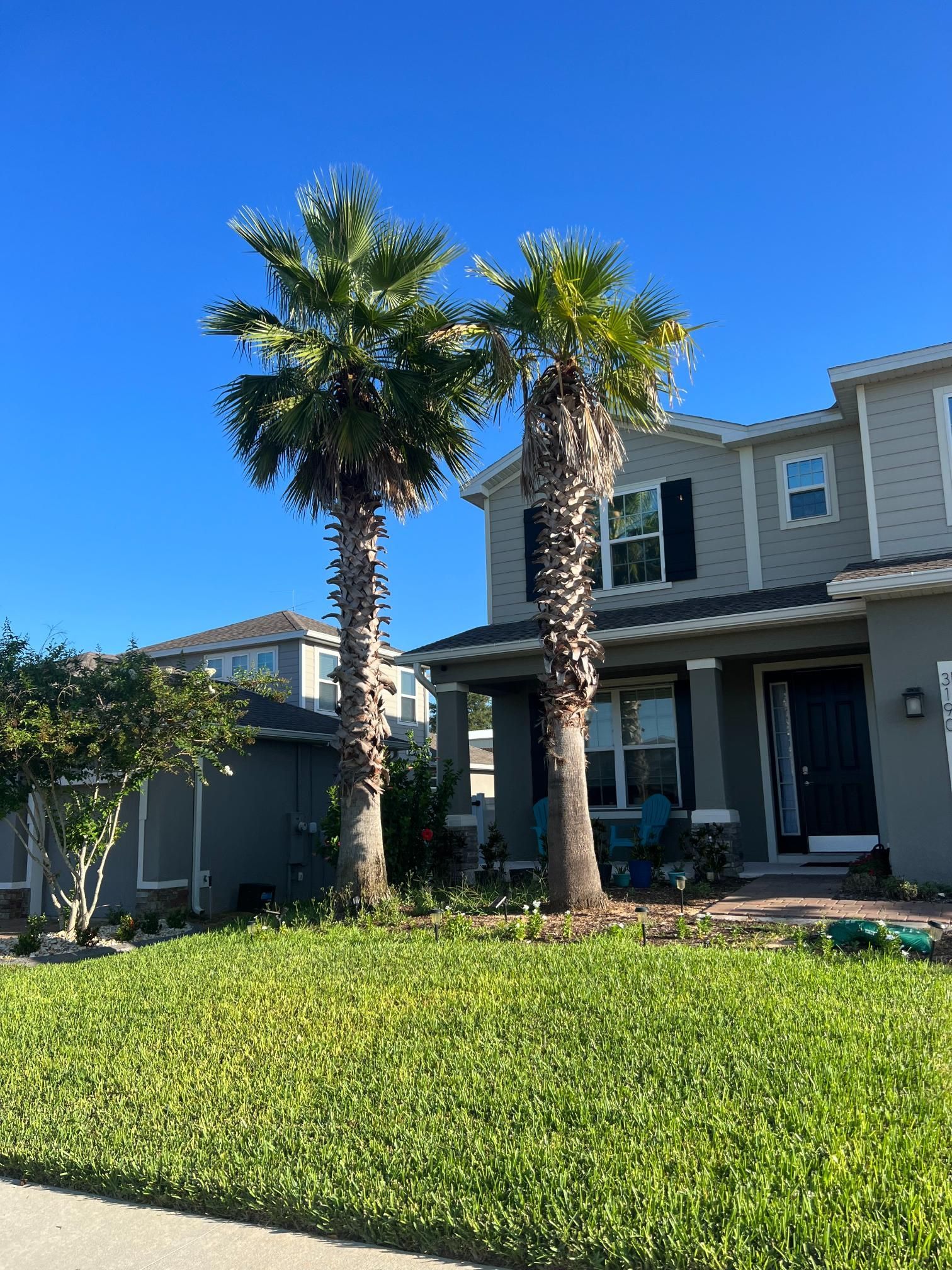 Two tall palm trees stand in front of a gray house with a green lawn and clear blue sky.