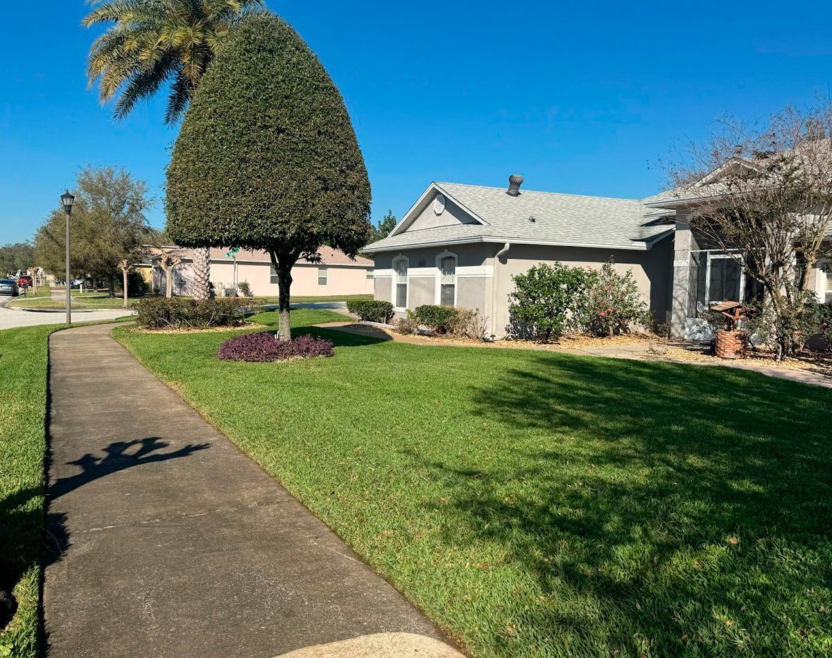Sidewalk and green lawn lead to a house with a unique shaped tree under a blue sky.